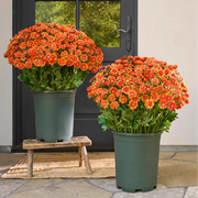🌼Artificial Outdoor Sunset Mums Flowers - UV resistant, Waterproof, Windproof